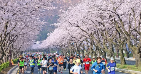 2D Gyeongju Cherry Blossom Marathon Express
