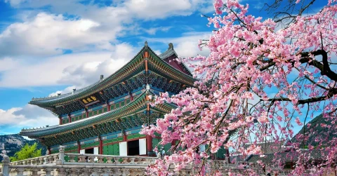 6D South Korea Cheery Cherry Blossom Ride
