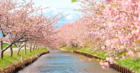 9D6N Early Blooming Sakura in Kanto Japan & Izu Peninsula
