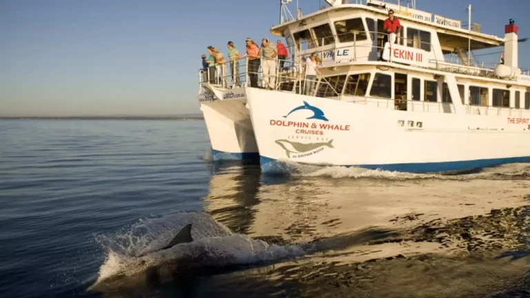 australia-Dolphin-Watch-Cruise