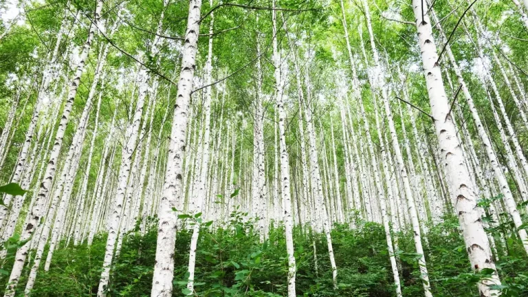south-korea-Wondae-ri-Birch-Forest