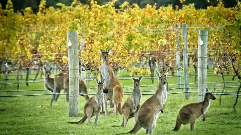 Vineyard-Australia