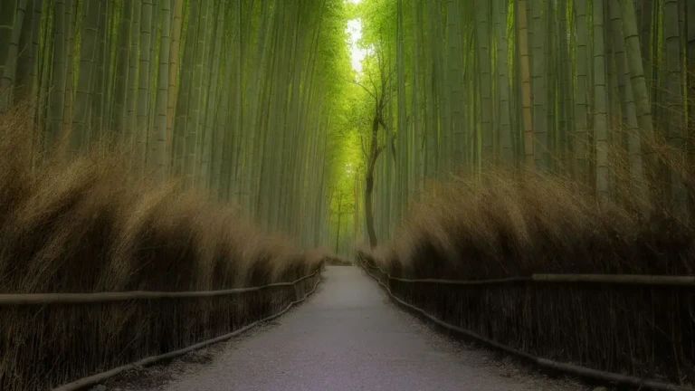 Arashiyama-Bamboo-Forest