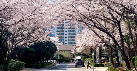 8D6N Best of Busan Korea Cherry Blossom (Mar - Apr 2024)
