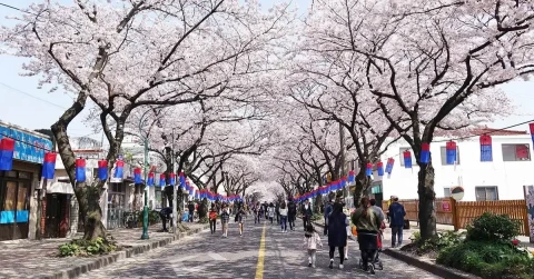 8d6n-jeju-busan-korea-cherry-blossom-mar-apr-2024