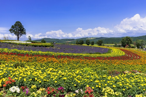 Lavender Story in Hokkaido & North Central Japan 10D7N