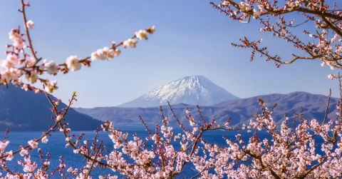 9D6N Hokkaido Blossom Symphony (Apr - May 2024)