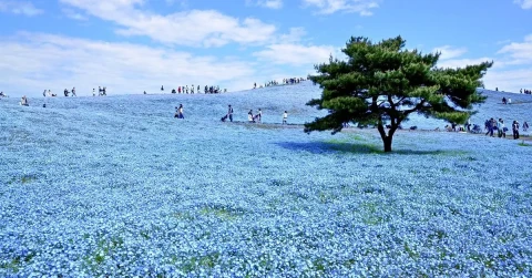 8D7N Blue Festival in North Central Japan